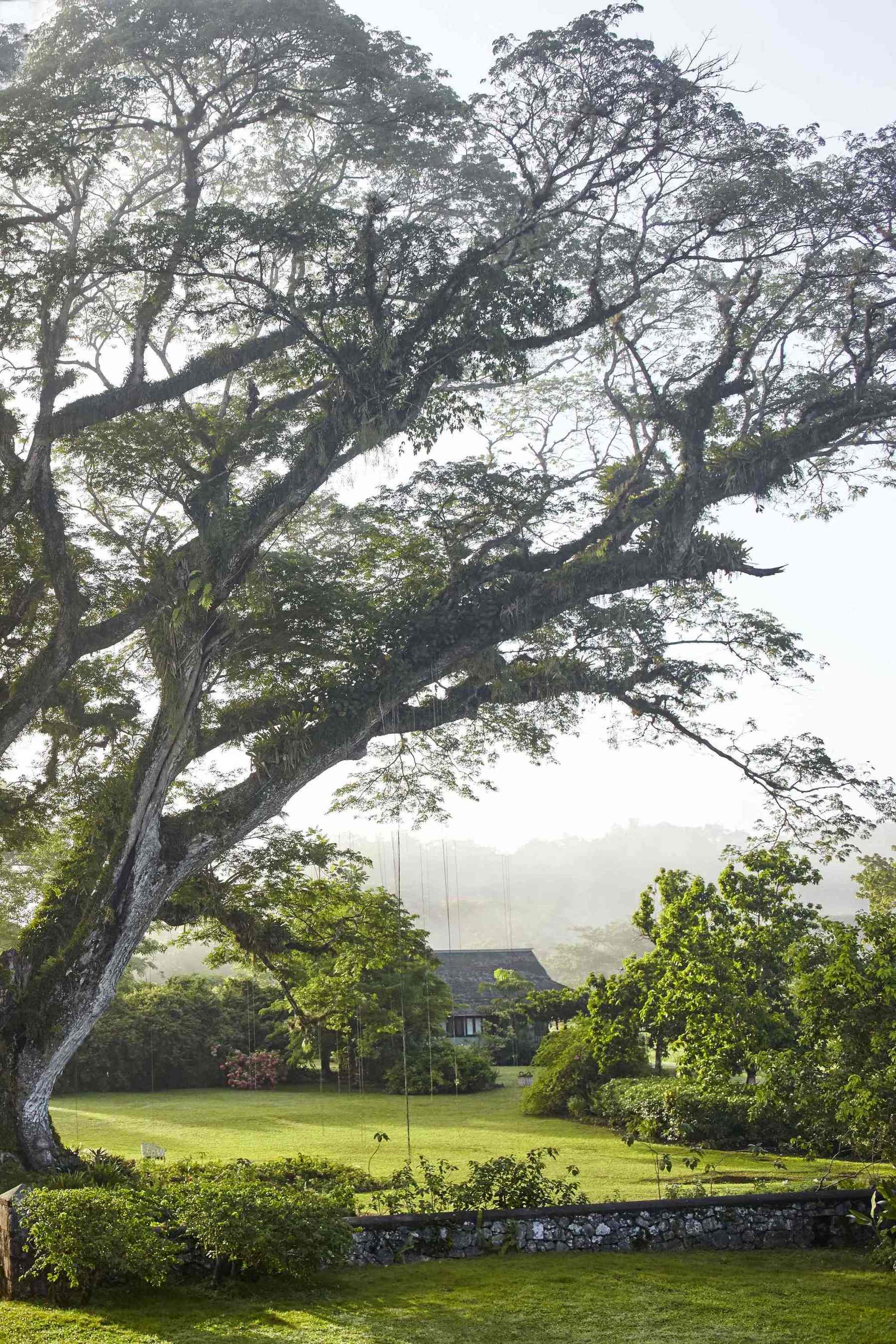 A scenic view of the country cottage in the distance, partially obscured by mist and greenery, as seen from under a massive, moss-covered tree in the foreground. A stone wall borders a grassy field.