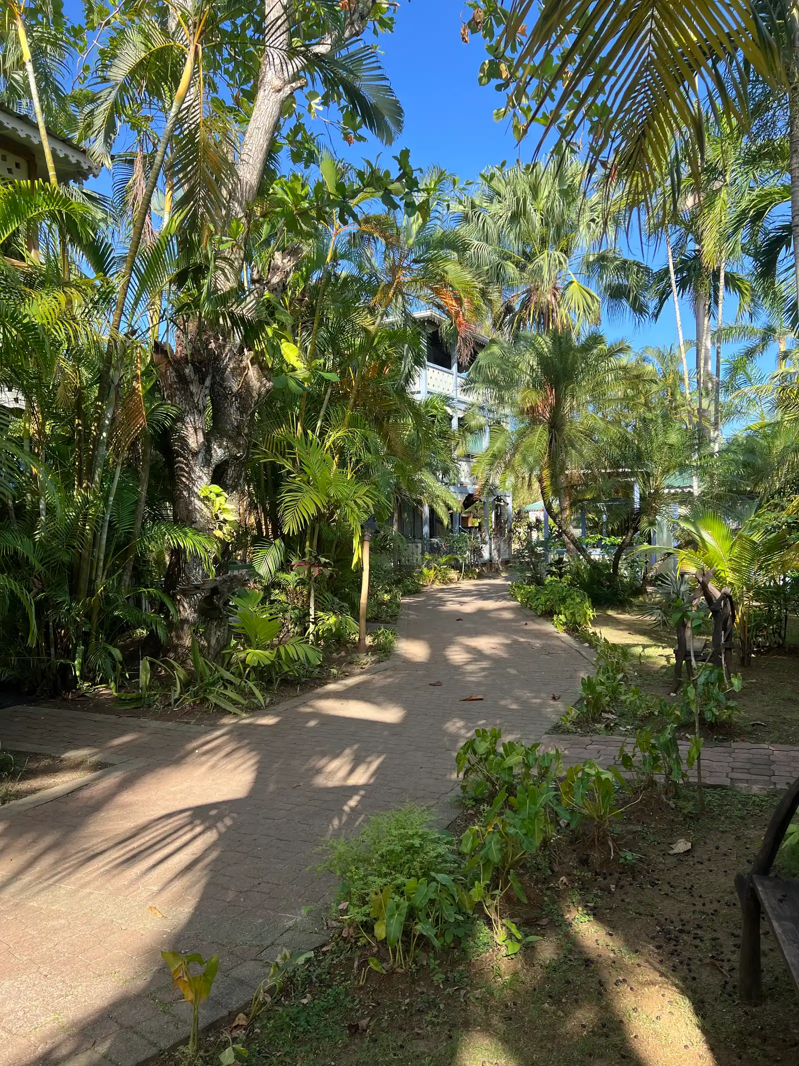 leafy garden path under palms and broadleaf trees, dappled light across the brick paving.