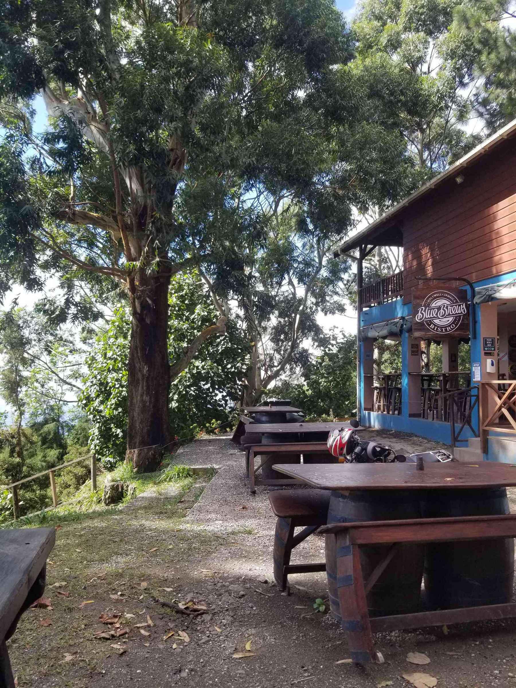 An outdoor seating area at Blue Brews Bistro at Holywell Park, showing rustic wooden tables (some on barrel bases) arranged along a gravel path. A large tree dominates the left side, and the red and blue bistro building is on the right, with a scenic view in the distance.