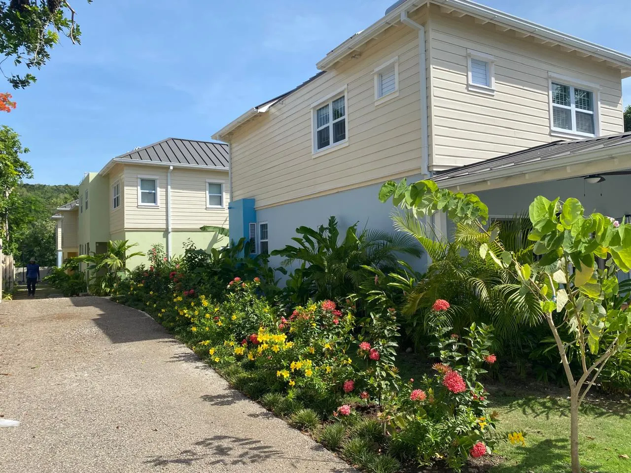 internal drive lined with flowering shrubs and cream-clad houses under metal roofs, resident in the distance.